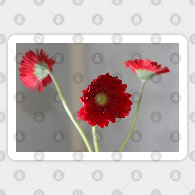 red gerber daisies Sticker by jomaot